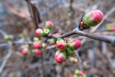 Close-up of bud on tree