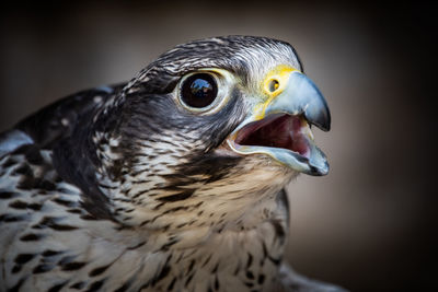 Close-up of eagle