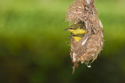 Close-up of bird perching on nest