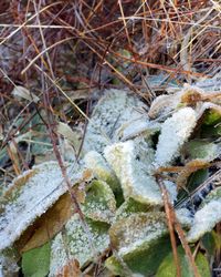 High angle view of frozen plant on field during winter