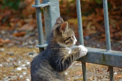 Cat on fence