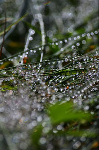 Close-up of water drops on plants