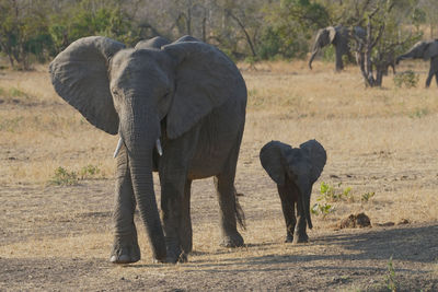 Elephant with calf standing in a field
