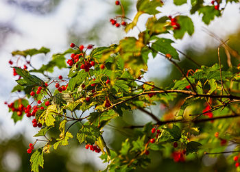 Impressionist early fall foliage