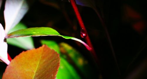 Close-up of leaves