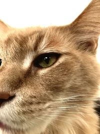 Close-up portrait of dog