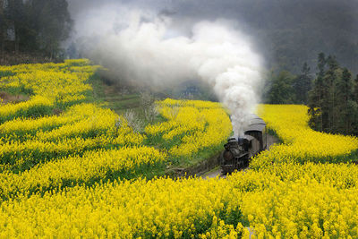 Scenic view of oilseed rape field