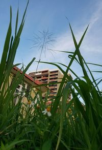 Close-up of plants growing on field against sky