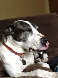 Dog relaxing on sofa at home