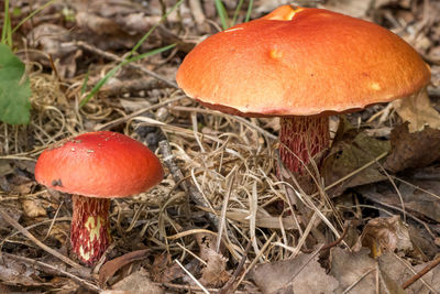 Close-up of mushroom growing on field