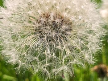 Close-up of dandelion