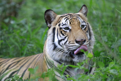 Tiger in a forest