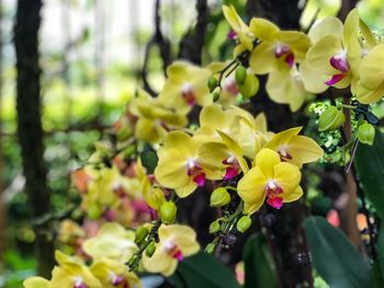 Close-up of yellow flowering plant