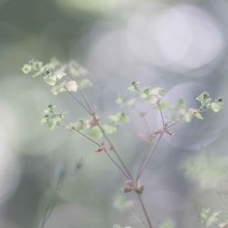 Close-up of small flowering plant