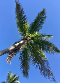 Low angle view of palm tree against clear blue sky