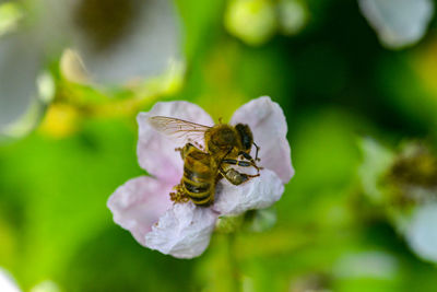 Close-up of bee pollinating on flower