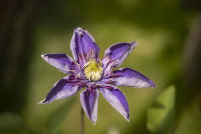 Close-up of purple flower