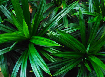 Full frame shot of palm tree