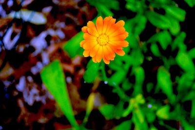 Close-up of yellow flower