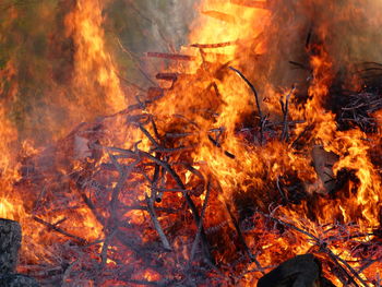 Close-up of fire in forest