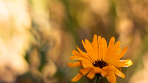 Close-up of orange flower