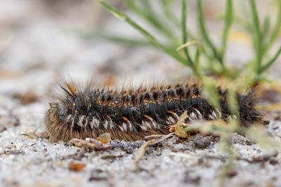 Close-up of insect on land