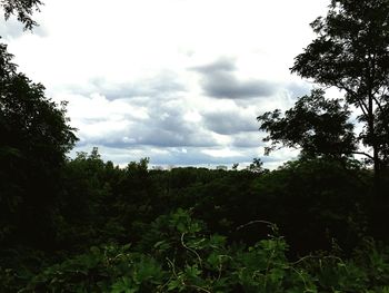 Low angle view of trees in forest against sky