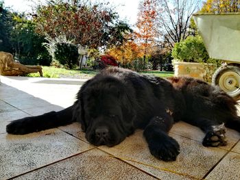 Close-up of dog relaxing on tree