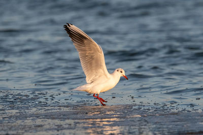 Close-up of seagull flying over lake