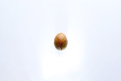 Close-up of apple against white background