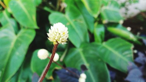 Close-up of flower blooming outdoors