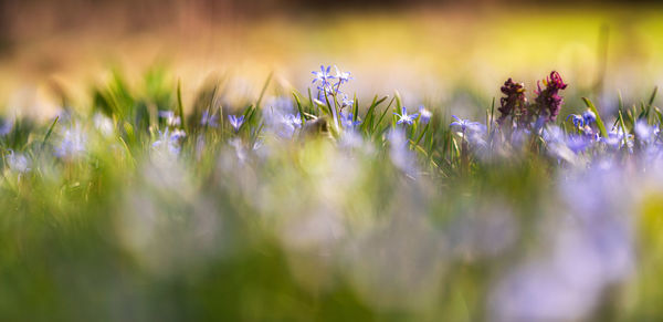 Close-up of insect on purple flowers on field
