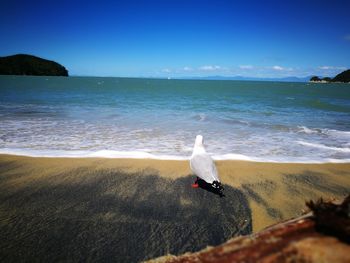 Seagull perching on beach by sea against sky