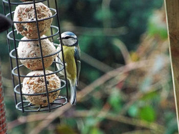 Close-up of bird perching