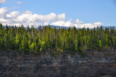 Panoramic view of pine trees in forest against sky