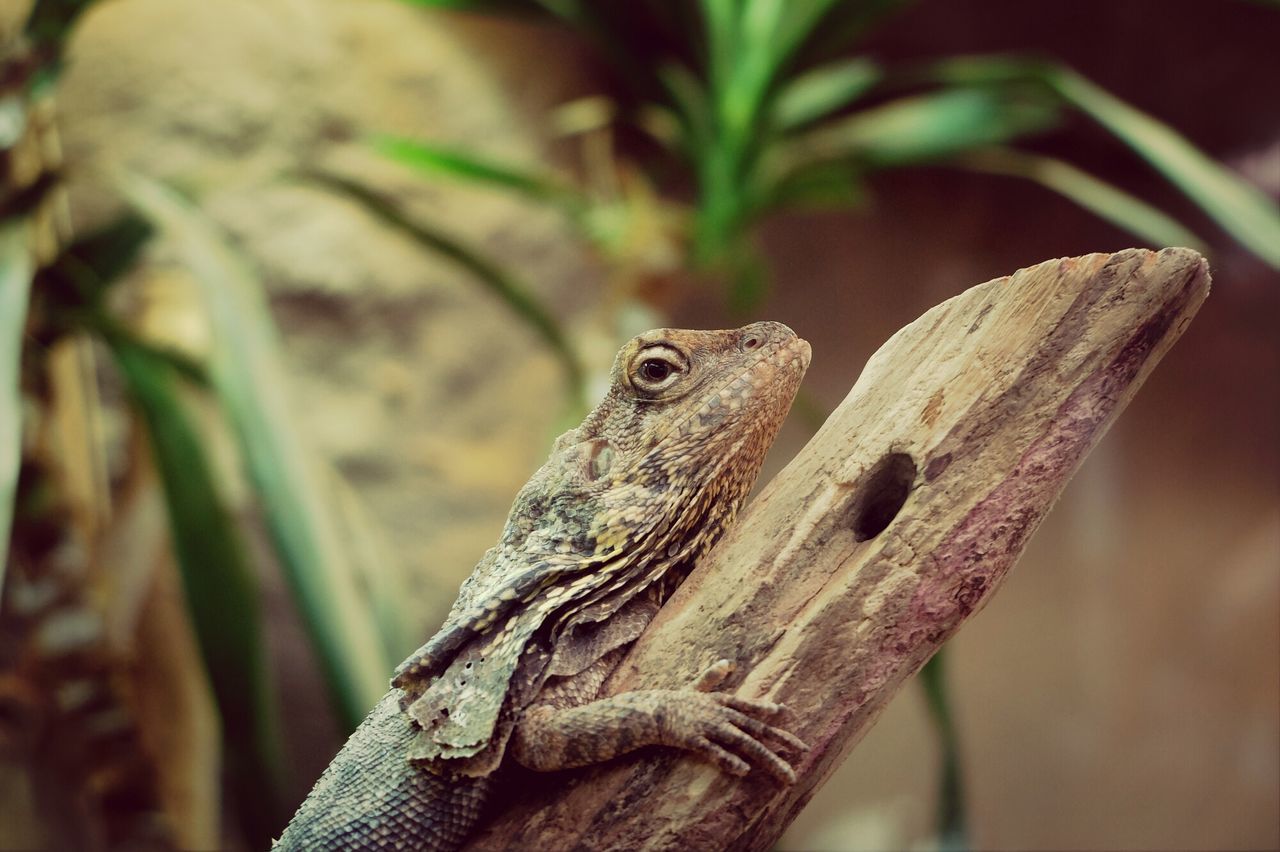 one animal, lizard, animal themes, animals in the wild, wildlife, focus on foreground, reptile, close-up, nature, tree trunk, tree, outdoors, day, wood - material, selective focus, branch, side view, no people, part of, leaf