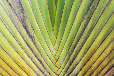 Full frame shot of fresh green leaf