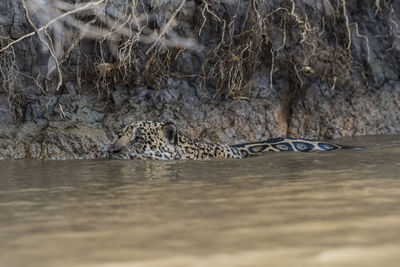 Close-up of crocodile in lake