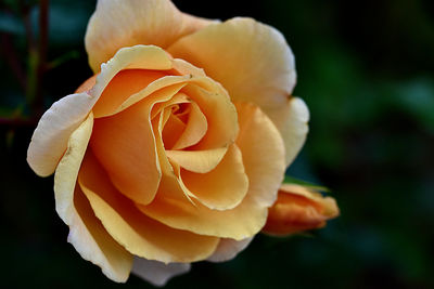 Close-up of rose