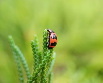 Close-up of ladybug on plant