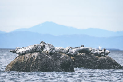 Seal on rock in sea