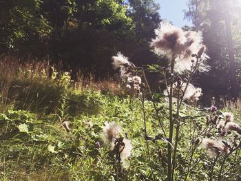 Flowers growing on field