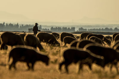 Farmer grazing sheep at farm during sunset