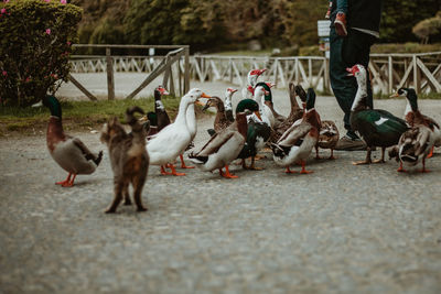 Flock of birds on footpath