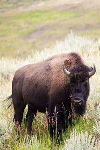 Bison standing on grassy field