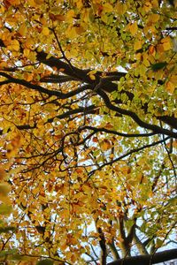 Low angle view of maple tree