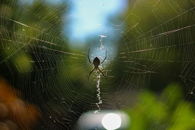 Close up of spider web