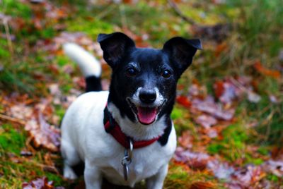 Portrait of dog sitting on grass