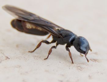 Close-up of insect