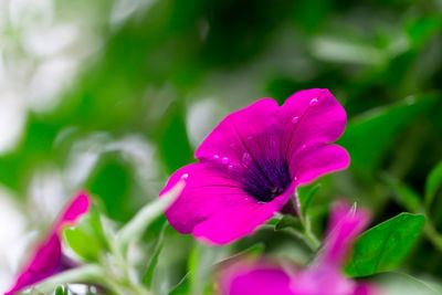 Close-up of pink flower